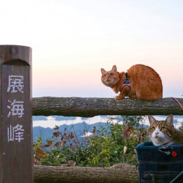 旅にゃんこ長崎編 ネコたち 佐世保 展海峰で元日の夕日を眺める 旅にゃんこ だいきち ふくちゃん The Traveling Cats