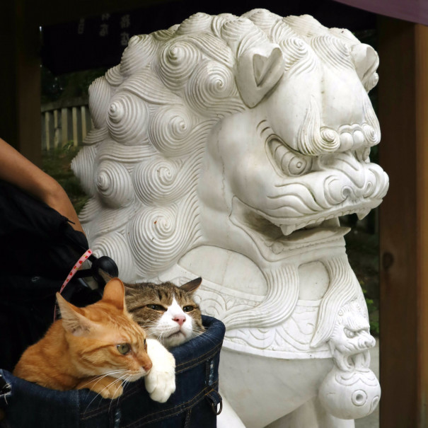 旅にゃんこ栃木編 ねこ神社 唐沢山神社 旅にゃんこ だいきち ふくちゃん The Traveling Cats