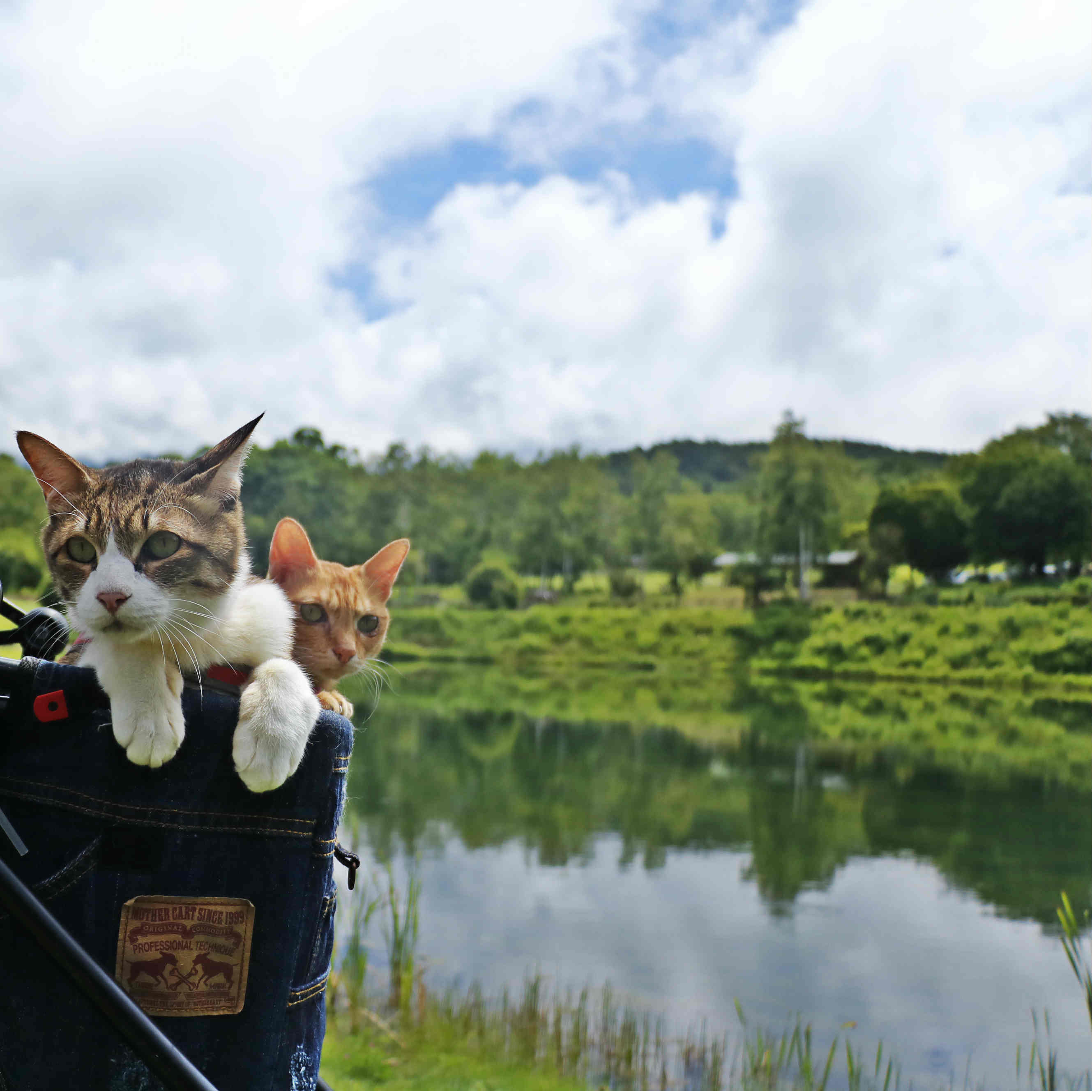 旅にゃんこ長野編 まるやち湖 と 八ヶ岳自然文化園 旅にゃんこ だいきち ふくちゃん The Traveling Cats