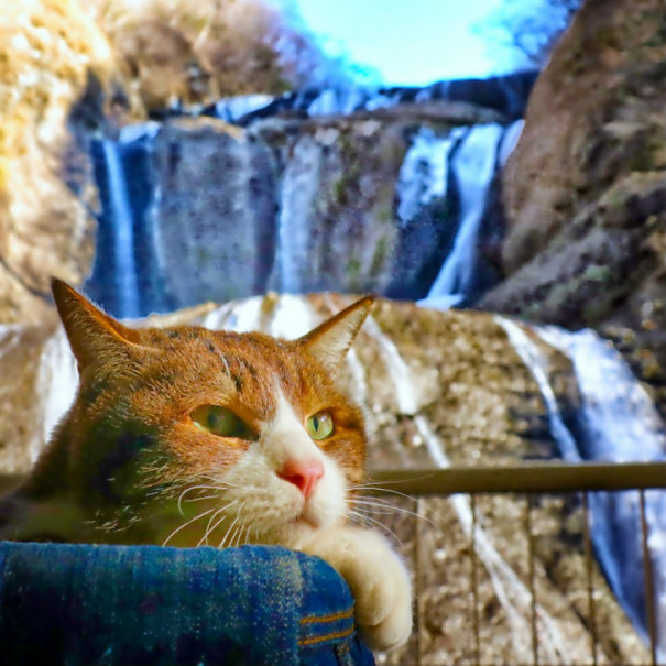 旅にゃんこ茨城編 袋田の滝 の氷瀑とお散歩物語 旅にゃんこ だいきち ふくちゃん The Traveling Cats