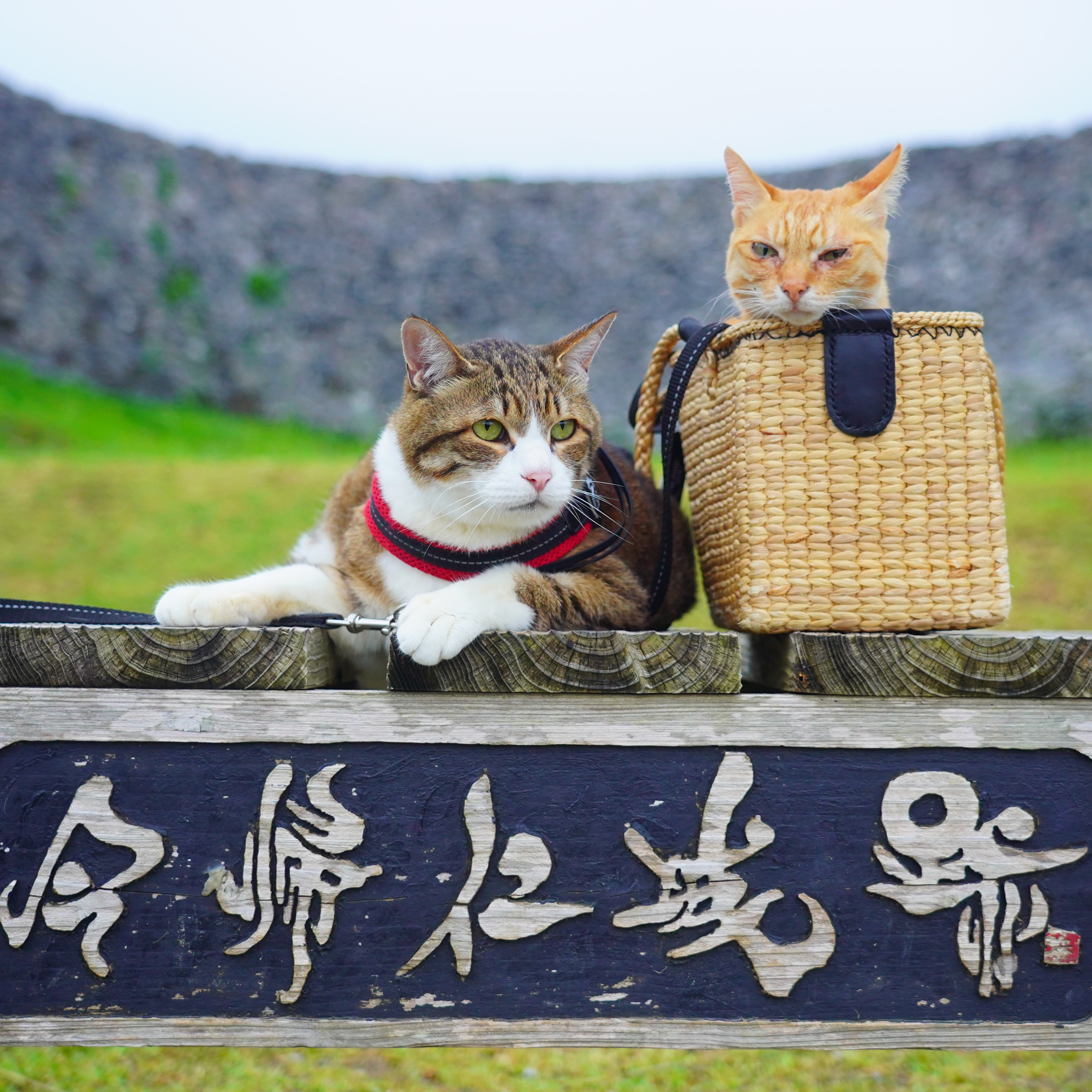 猫と世界遺産 ページ0 旅にゃんこ だいきち ふくちゃん The Traveling Cats