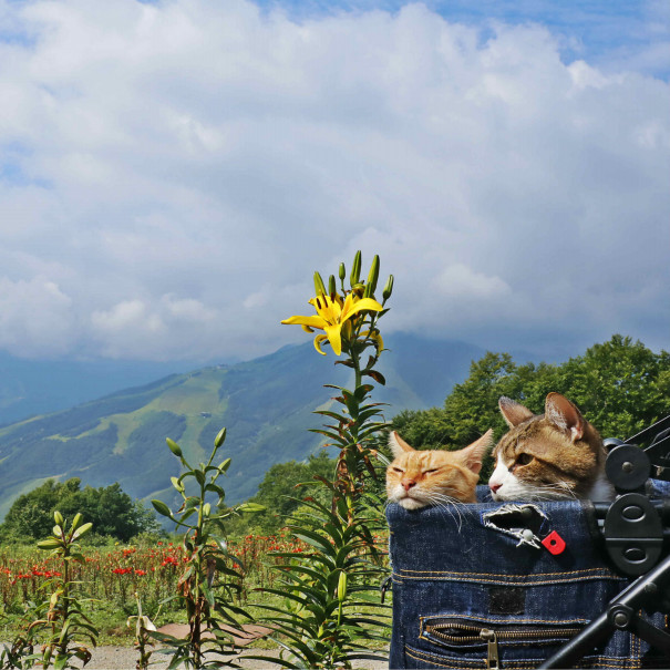 旅にゃんこ長野編 猫とゴンドラでゆく 白馬岩岳山頂のゆり園 旅にゃんこ だいきち ふくちゃん The Traveling Cats