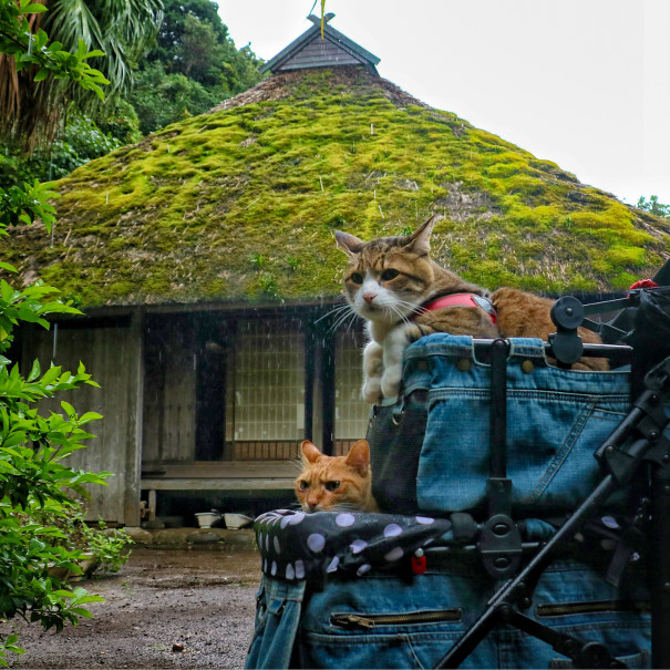 旅にゃんこ八丈島編 八丈島ふるさと村 の古民家で雨宿り そして温かいおもてなしに大感動 旅にゃんこ だいきち ふくちゃん The Traveling Cats