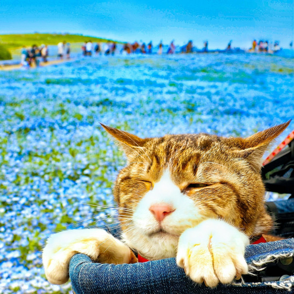 旅にゃんこ茨城編 ネモフィラ 猫たちと歩いた天空の青い花園 国営ひたち海浜公園 旅にゃんこ だいきち ふくちゃん The Traveling Cats
