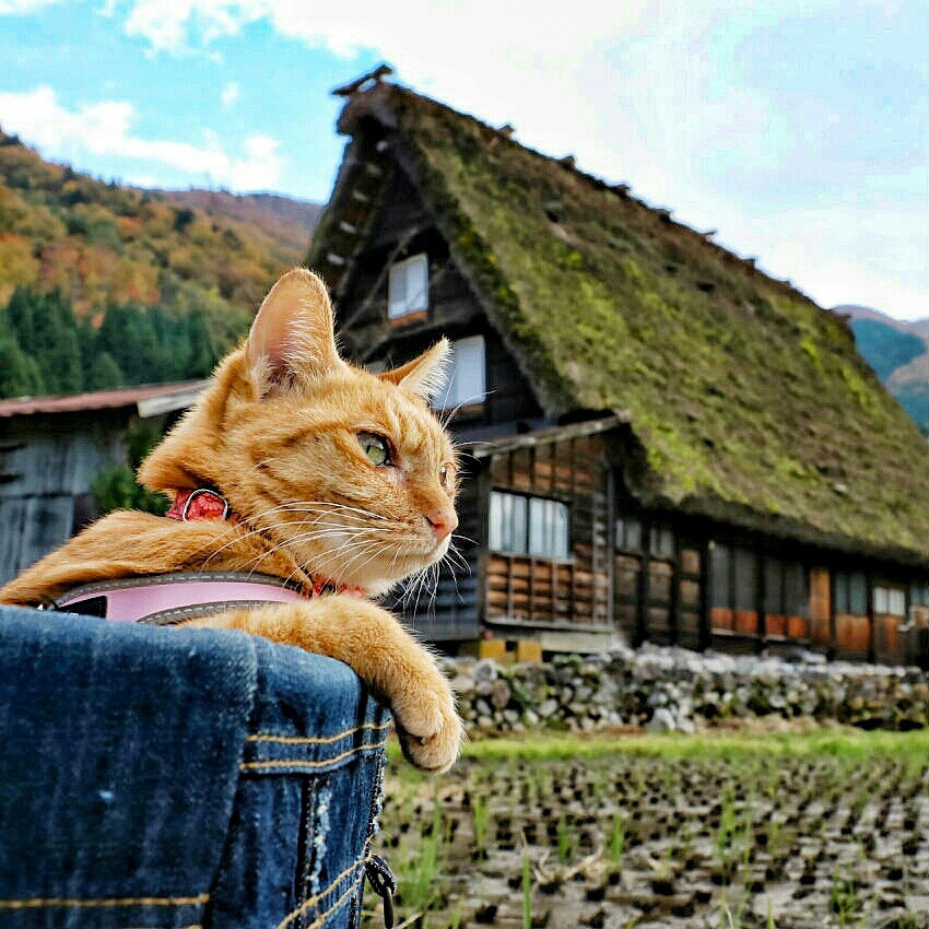 旅にゃんこ岐阜編 世界遺産 白川郷 を訪れたら 世界中の人にモテモテでした 旅にゃんこ だいきち ふくちゃん The Traveling Cats