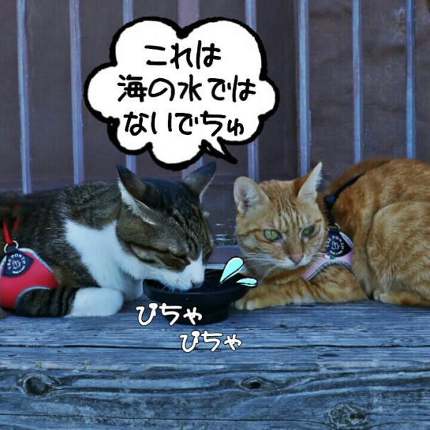 旅にゃんこ特別編 ネコの不思議 海水を飲んでも平気なの 旅にゃんこ だいきち ふくちゃん The Traveling Cats