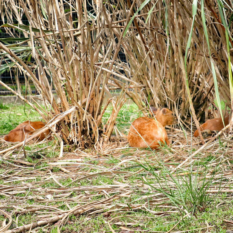 旅にゃんこ八丈島編 八丈植物公園 には あの 八丈島のキョン がいた 旅にゃんこ だいきち ふくちゃん The Traveling Cats