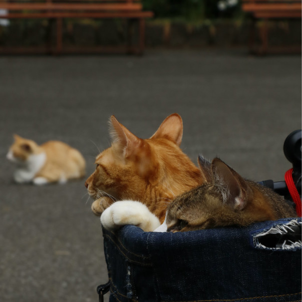 旅にゃんこ栃木編 ねこ神社 唐沢山神社 旅にゃんこ だいきち ふくちゃん The Traveling Cats