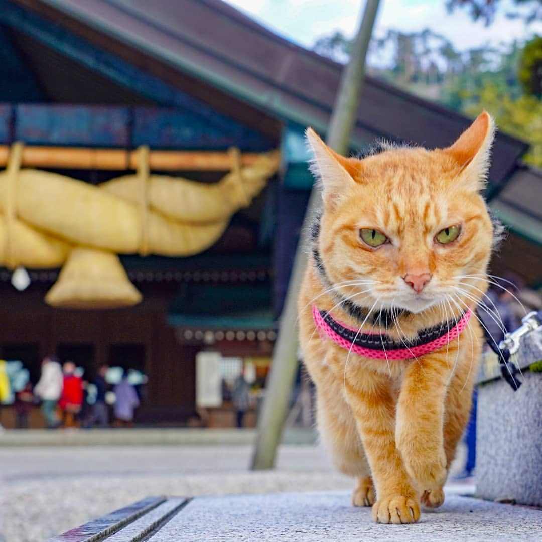 旅にゃんこ島根篇 縁結びの神社 出雲大社 に参拝する旅にゃんこたち 旅にゃんこ だいきち ふくちゃん The Traveling Cats