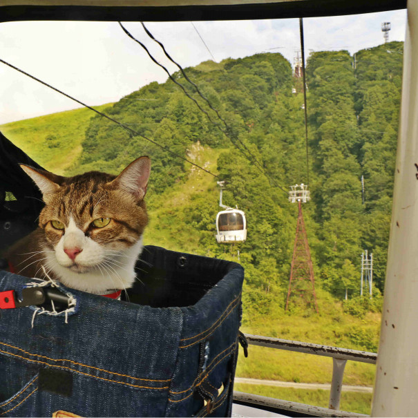 旅にゃんこ長野編 猫とゴンドラでゆく 白馬岩岳山頂のゆり園 旅