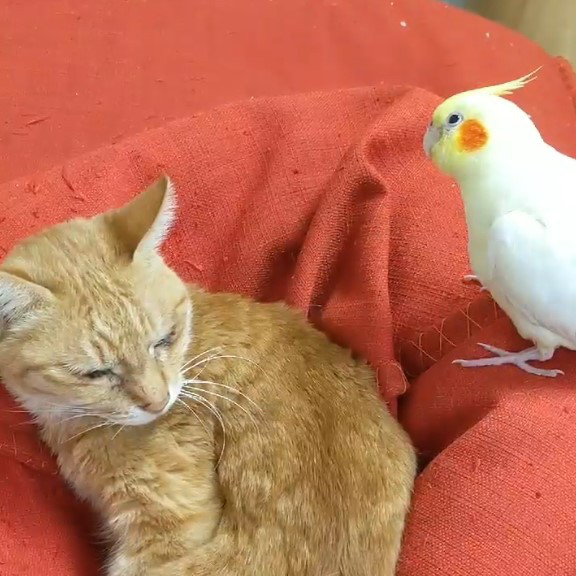 動物と話せるハイジさんとのセッション その２ 旅にゃんこ だいきち ふくちゃん The Traveling Cats