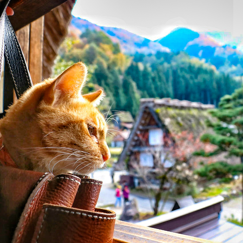 旅にゃんこ岐阜編 ~ 世界遺産「白川郷」を訪れたら、世界中の人に