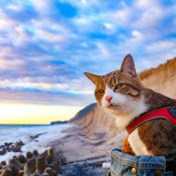 猫と新島 旅にゃんこ だいきち ふくちゃん The Traveling Cats