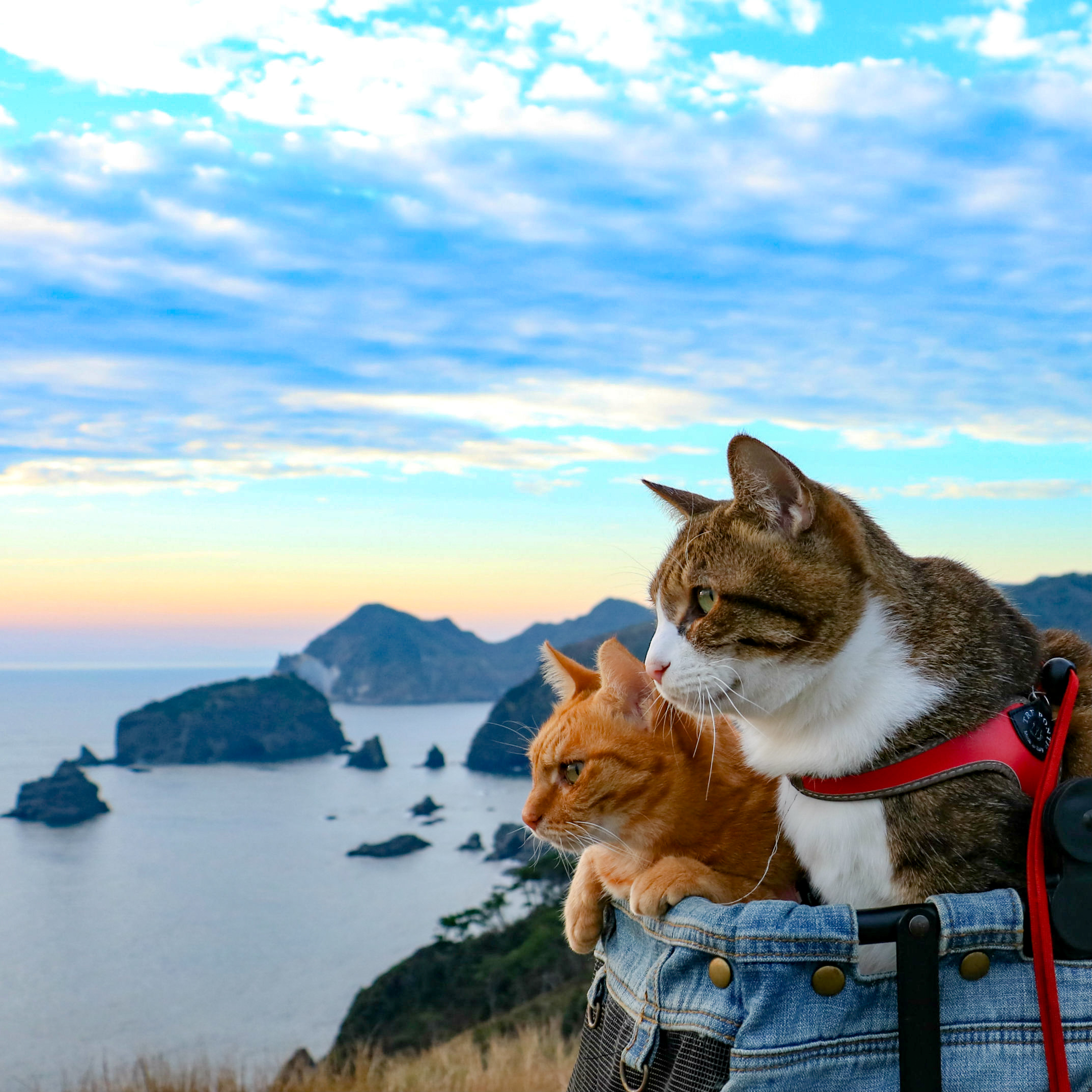 Coolでおかしな 日本に対する海外の反応を紹介している パンドラの憂鬱 で紹介されました 旅にゃんこ だいきち ふくちゃん The Traveling Cats