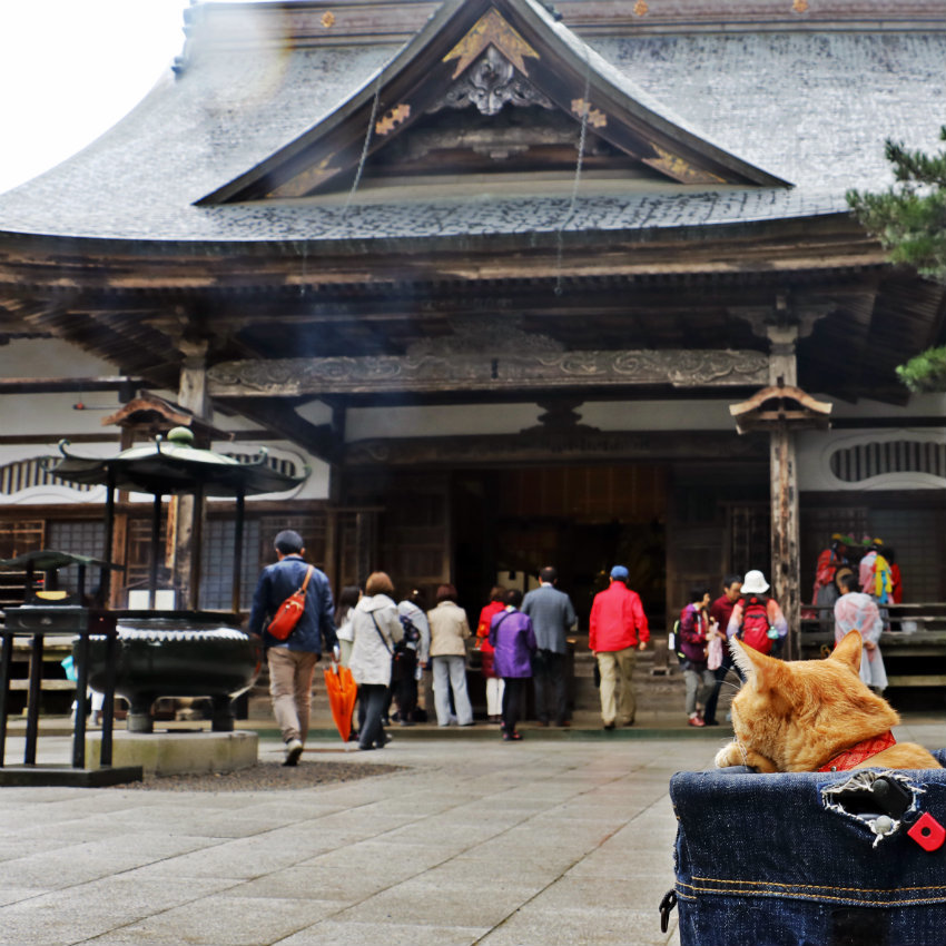 平泉 ペット オファー 旅行