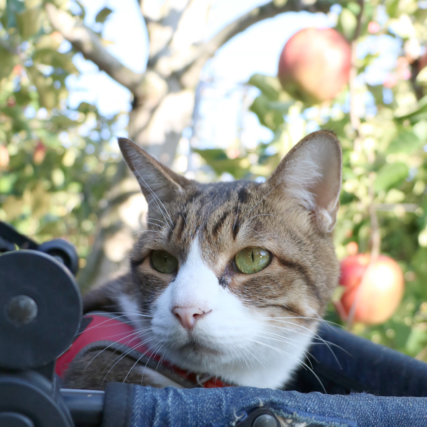 旅にゃんこ群馬編 ~ 猫とリンゴ狩り！「あっちゃんりんご園」🍎 ~ | 旅