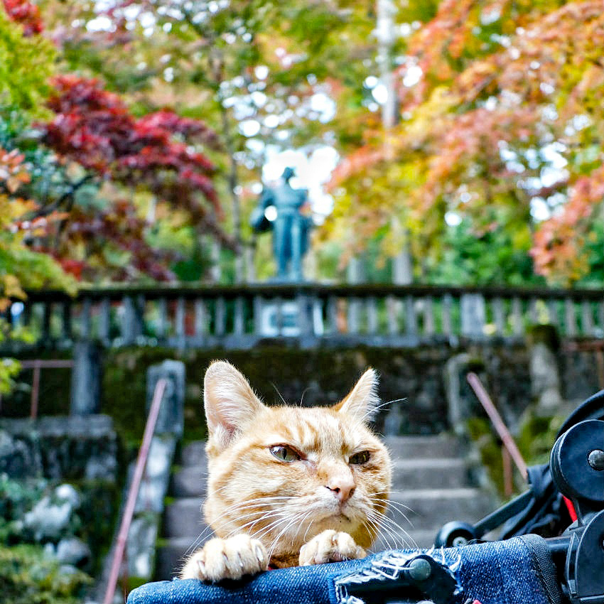 旅にゃんこ埼玉編 ~ 公園だけど急傾斜がハンパない🍁紅葉スポット