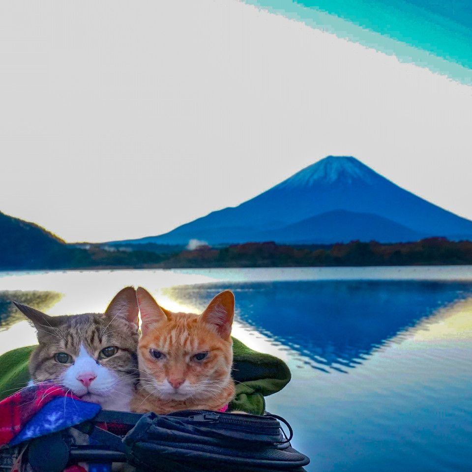 動物と話せるハイジさんとのセッション その２ 旅にゃんこ だいきち ふくちゃん The Traveling Cats