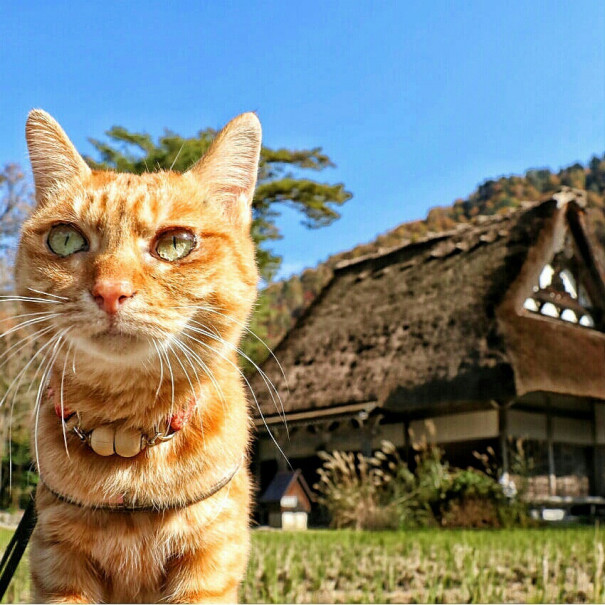 旅にゃんこ岐阜編 世界遺産 白川郷 を訪れたら 世界中の人にモテモテでした 旅にゃんこ だいきち ふくちゃん The Traveling Cats