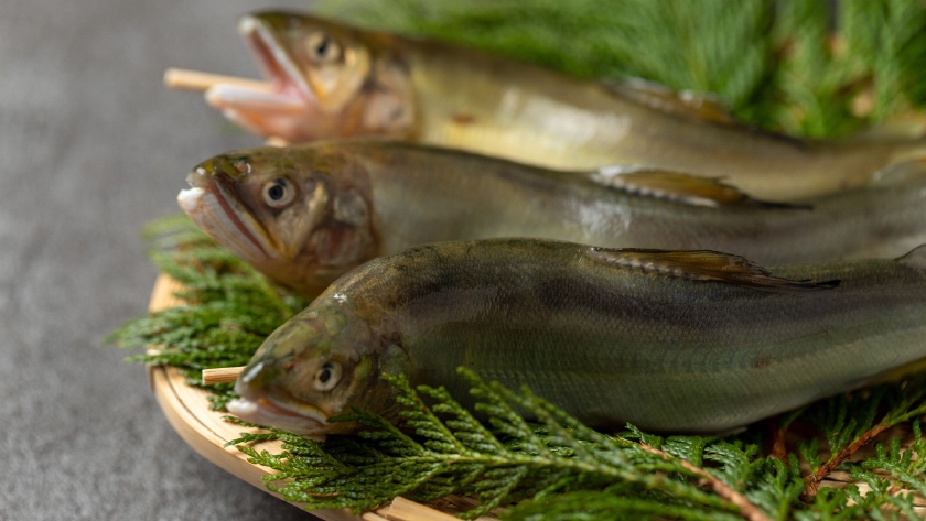 初夏の魚 鮎は香魚 | Healthy Life Club