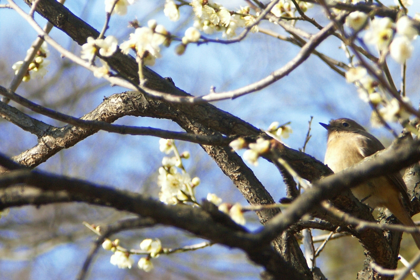 立春（りっしゅん） 春を告げる鶯（うぐいす）が鳴くころ | Healthy