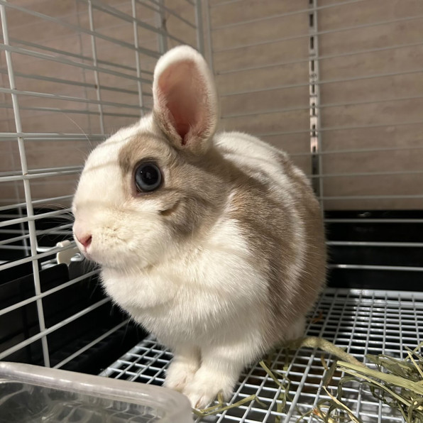保護うさぎ一覧 | 福岡市うさぎ愛護センター