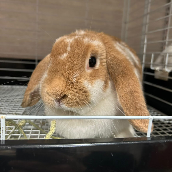 保護うさぎ一覧 | 福岡市うさぎ愛護センター