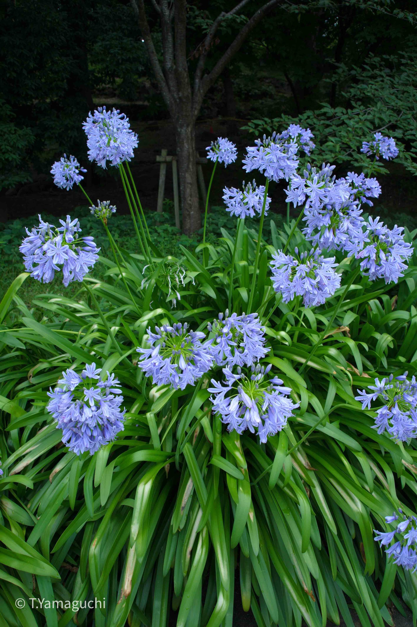 Ai Zoom Nikkor 28-50mm F3.5S | lens-info