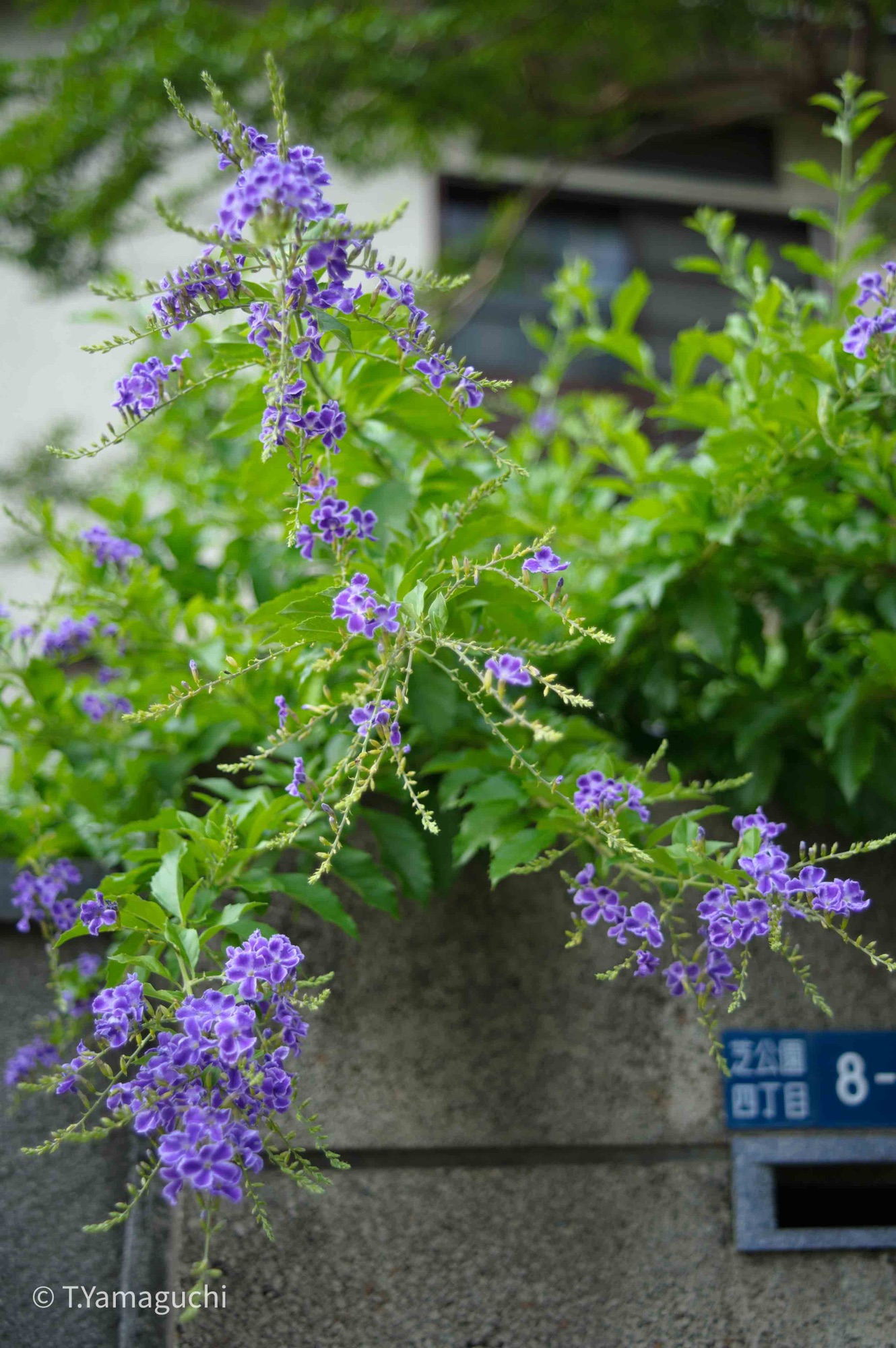 Ai Zoom Nikkor 28-50mm F3.5S | lens-info