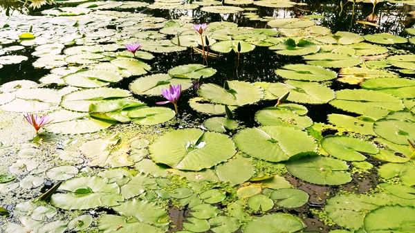 ピンク系の睡蓮の花が咲く池01 | コレ、お遊び素材にどうですか？