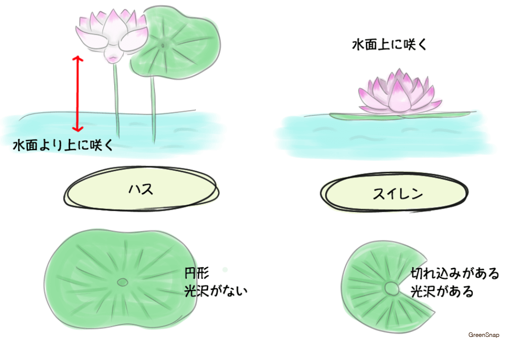 ハス 蓮 の花とは コズミックホリステック医療 教育企画