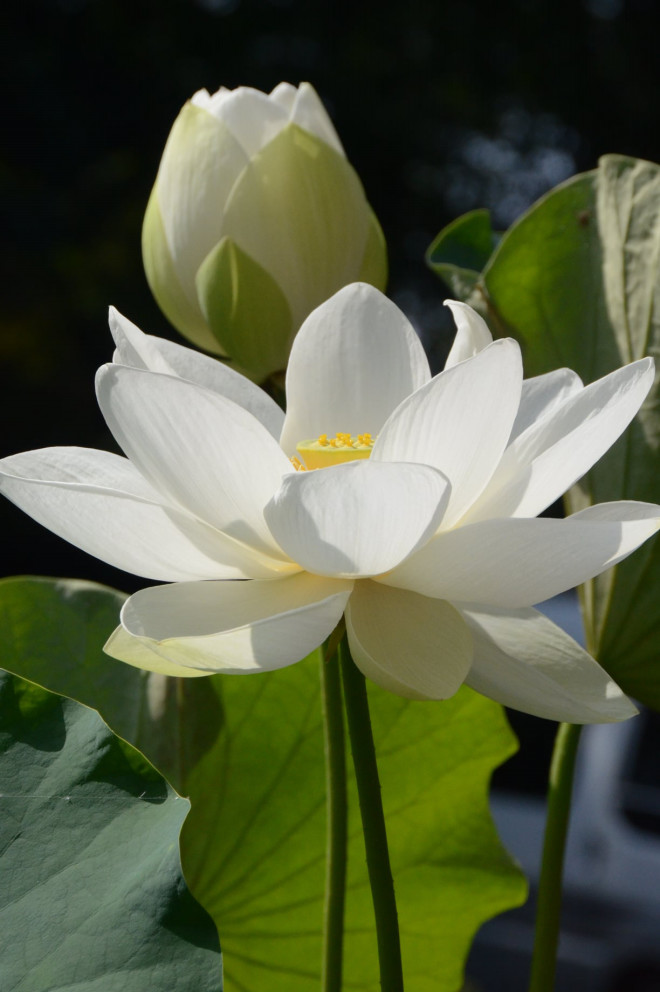 白蓮の花 プンダリーカ コズミック教育企画