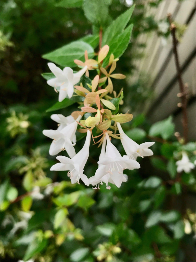 アベリア 花衝羽根空木 Glossy Abelia コズミック教育企画