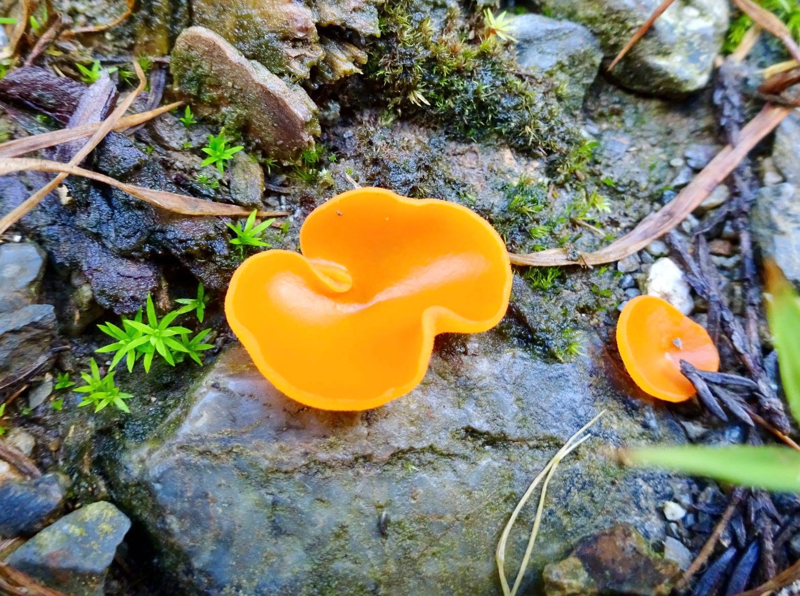 菌類の四つの分類とは ツボカビ門 接合菌門 子嚢菌門 担子菌門の特徴の違いとそれぞれに分類される菌類の具体的な種類 コズミックホリステック医療 教育企画