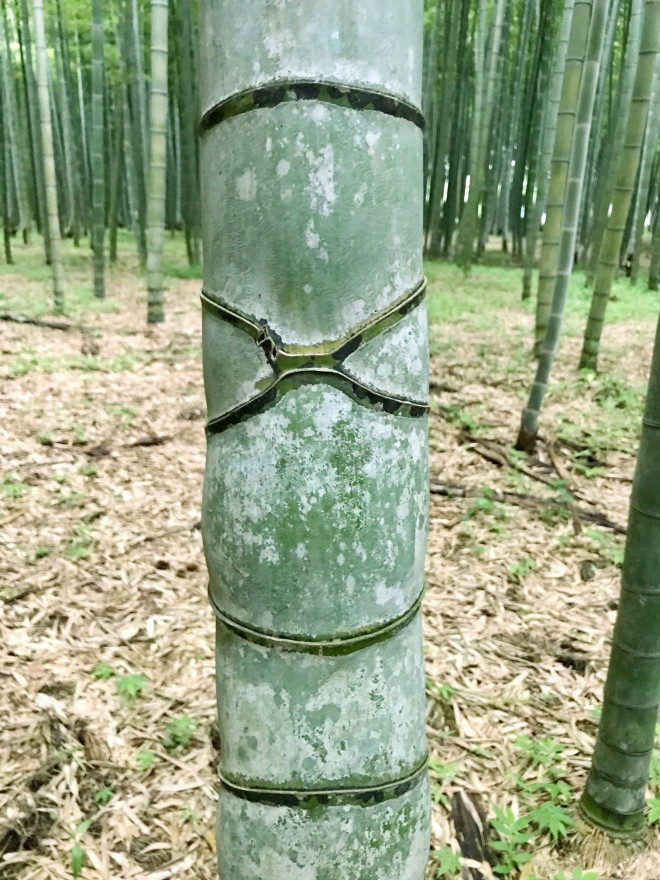 淡竹 と 破竹 コズミック教育企画 淡竹 と 破竹 コズミック教育企画