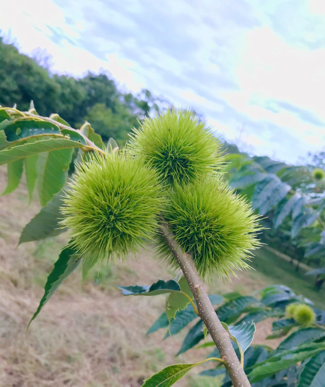 俳句と栗 コズミック教育企画