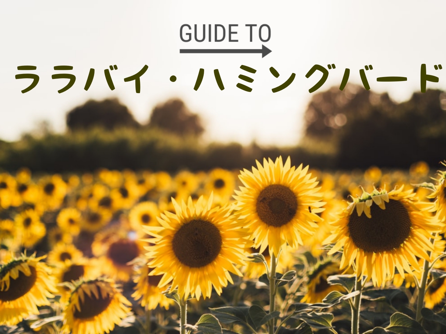 台本／ララバイ・ハミングバード（男2） | 七枝の。