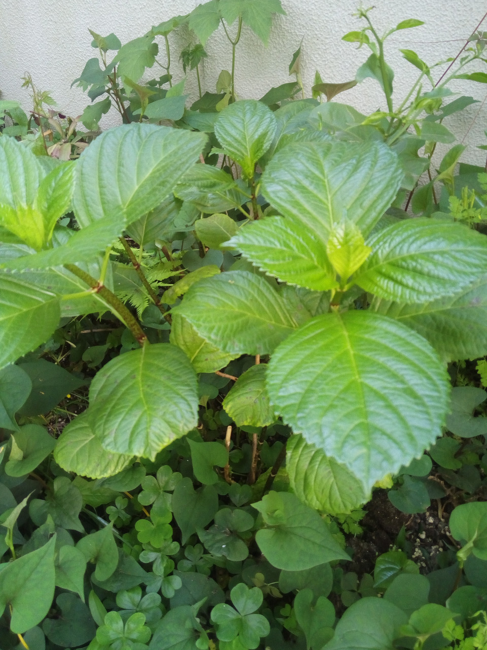 紫陽花てまりてまりを地植えしてみた ハジメル