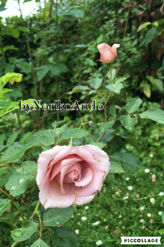 豪雨の前に 薔薇を避難しました マルチローディングとあんちゃんの庭