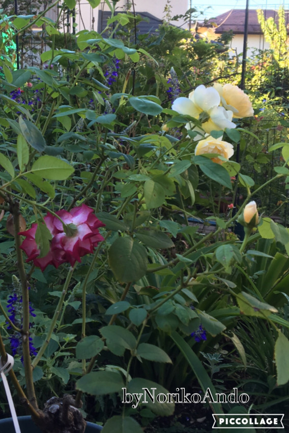 バラの夏剪定 1 と パンジーの夏越し マルチローディングとあんちゃんの庭