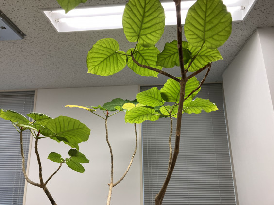 未知の可能性 Case30s Blog