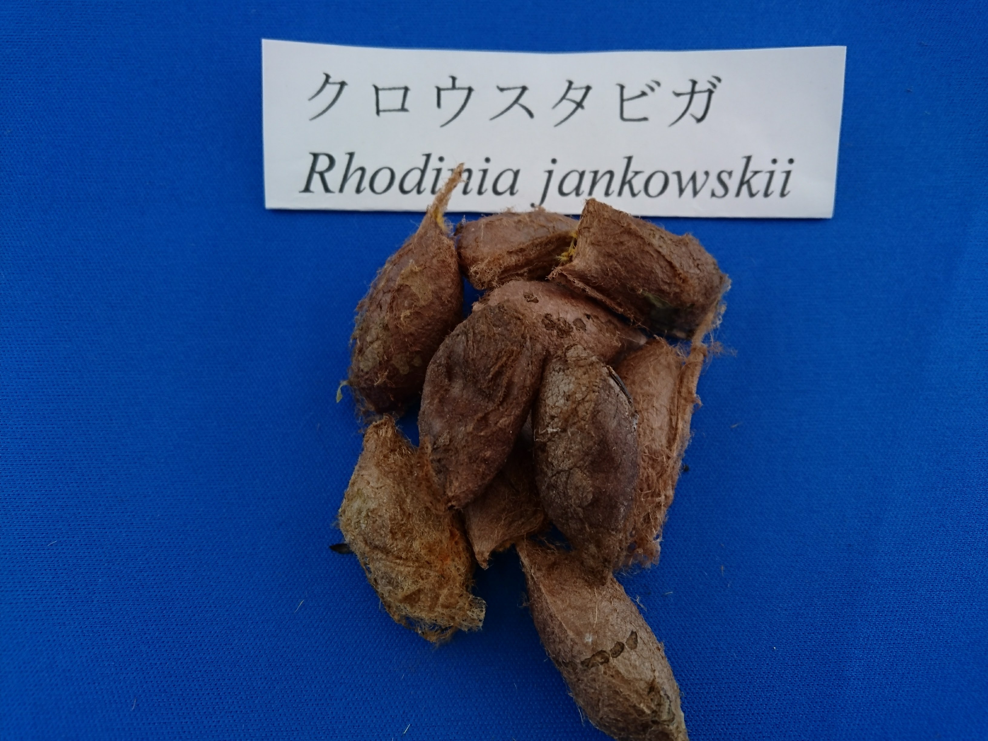 野蚕の研究 | Nakagawa silk 野蚕の研究 | Nakagawa silk
