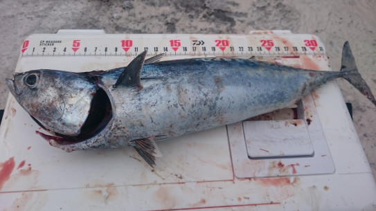 釣ったソウダカツオをどうするか ぼうそう波止釣り日記 釣ったソウダカツオをどうするか ぼうそう波止釣り日記