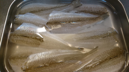 真冬のシロギスを食べ尽くす ぼうそう波止釣り日記 真冬のシロギスを食べ尽くす ぼうそう波止釣り日記