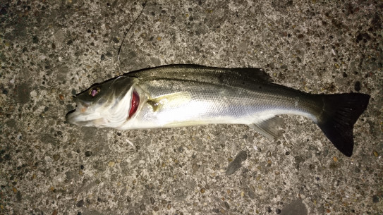 春の夜釣り ぼうそう波止釣り日記