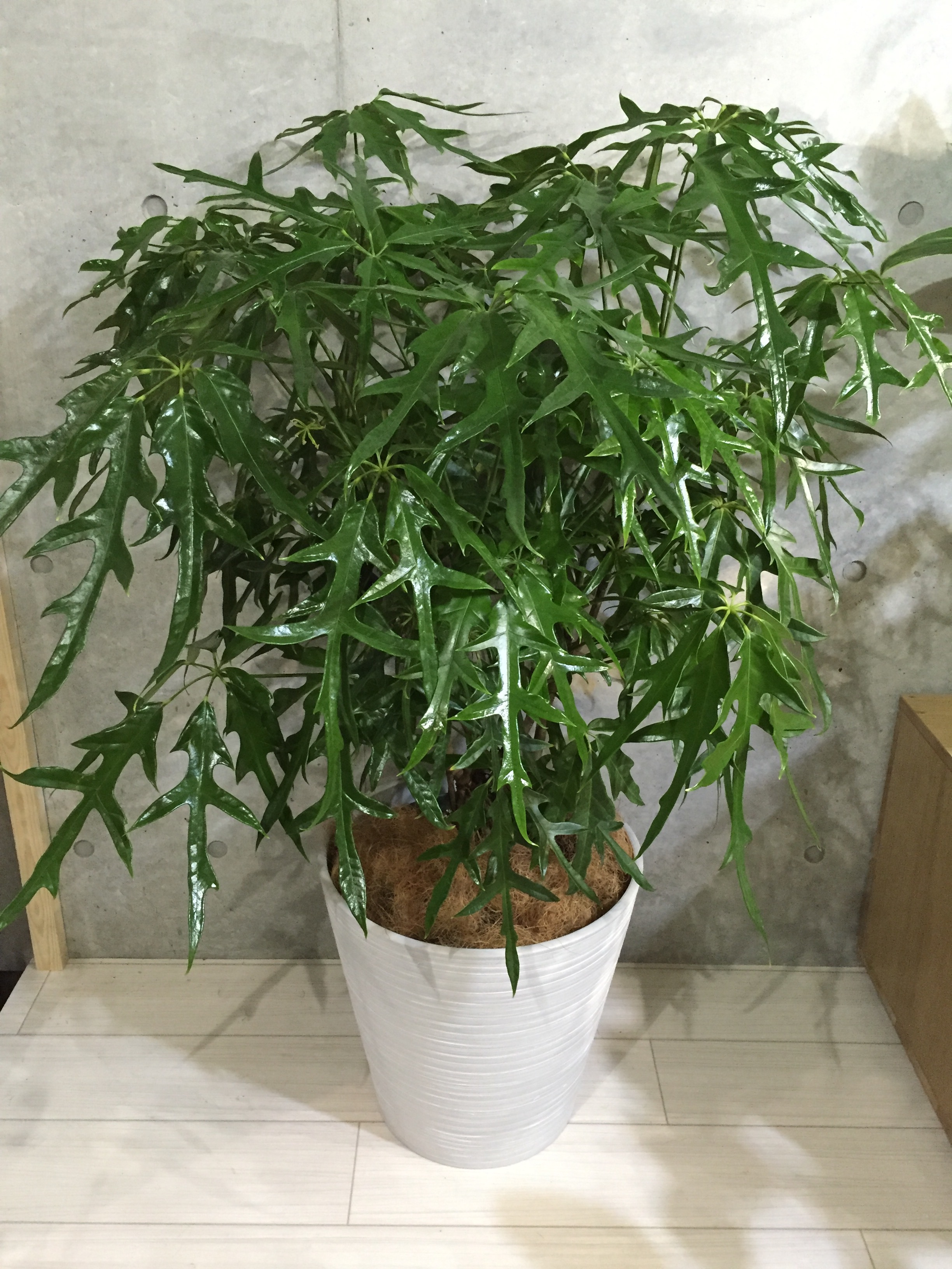 宙花 GALLERY | 宙花sorahana