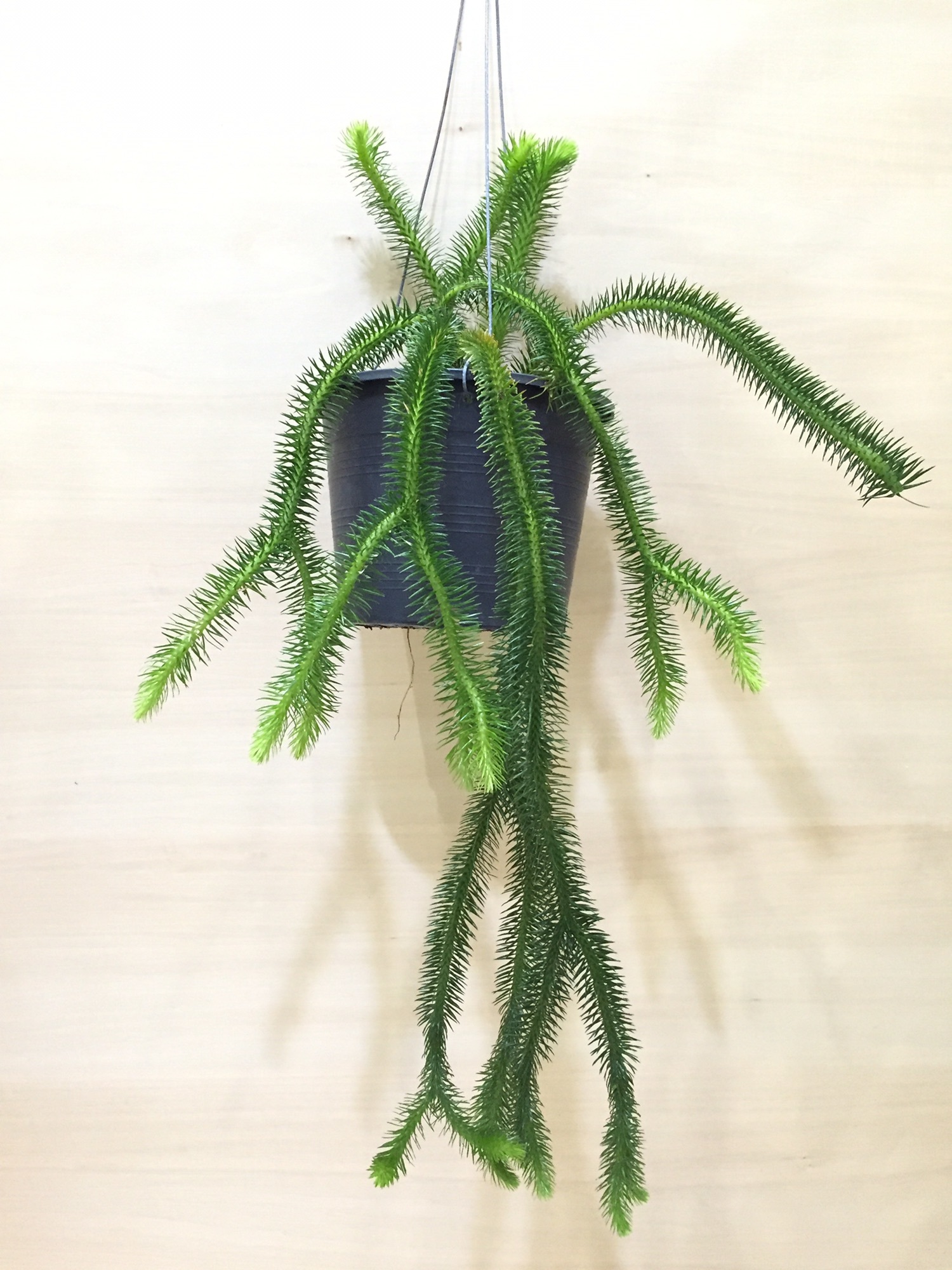 フペルジア スクアローサ リポコディウム - 植物/観葉植物
