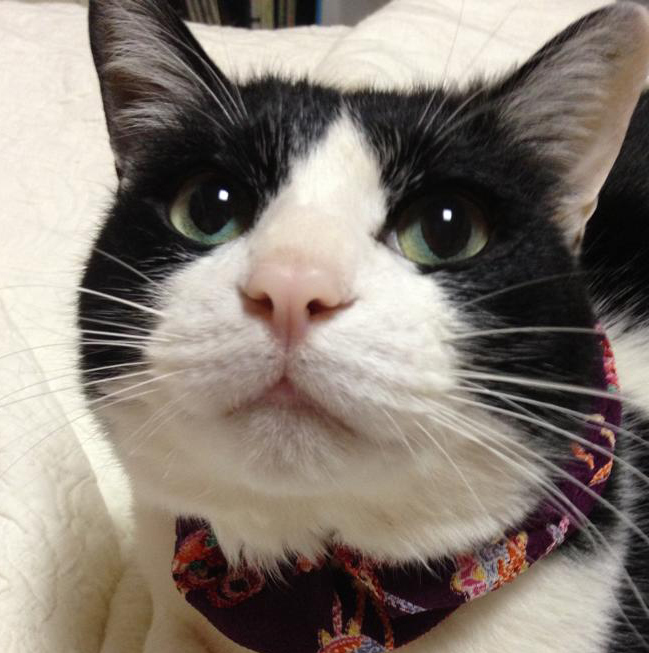 アイデア（情報サイト）に関するWebメディア