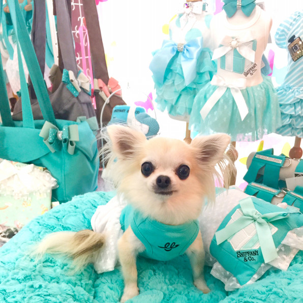 Dogfashionista ミュー Sweetcandy Cuun Luxury Dog Apparel Magazine