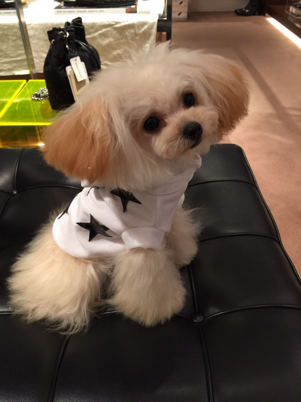 関西読モレポ 末っ子シュクレ プロムナード Vol 1 Cuun Luxury Dog Apparel Magazine